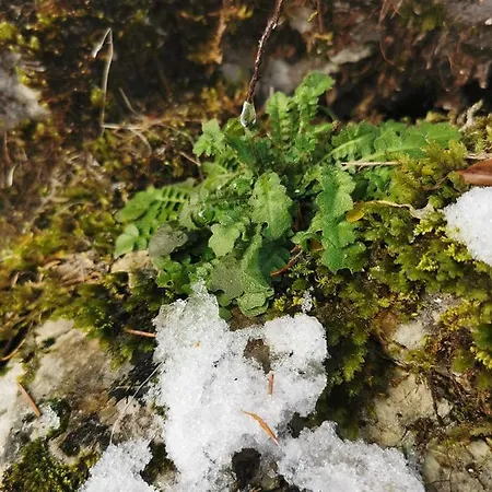 An Der Alten Saege Appartement *