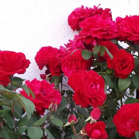 Appartement An Der Alten Saege