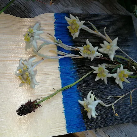 An Der Alten Saege Appartement *